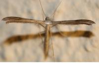 Stenoptilia