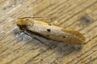 Tinea trinotella