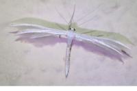 Pterophorus pentadactylus