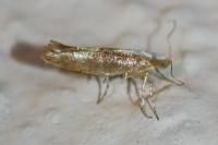 Argyresthia albistria