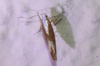 Argyresthia albistria
