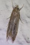 Limnaecia phragmitella