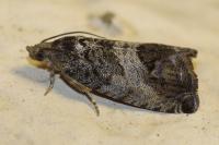 Cydia splendana