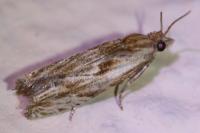 Eucosma gr. cana
