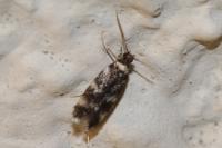 Oegoconia