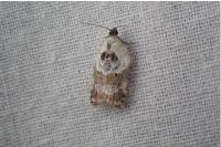 Acleris variegana