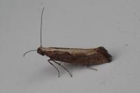 Acrolepiopsis vesperella