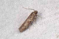 Blastobasis glandulella