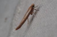 Zelleria hepariella