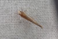 Zelleria hepariella