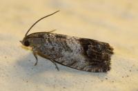 Cydia splendana