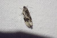 Apotomis turbidana