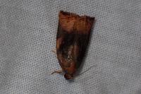 Archips podana