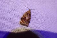 Archips xylosteana