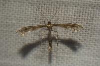 Buckleria paludum
