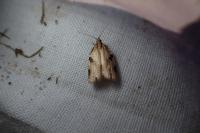 Clepsis spectrana