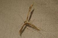 Emmelina monodactyla