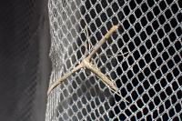 Emmelina monodactyla