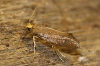 Crassa unitella