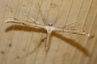 Emmelina monodactyla