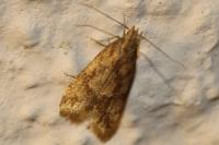 Brachmia blandella