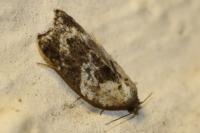 Acleris variegana