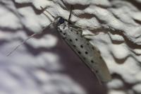 Yponomeuta sedella