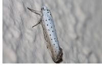 Yponomeuta rorrella