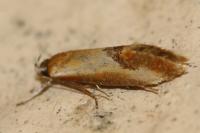 Batia lambdella