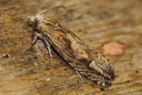 Eucosma gr. cana