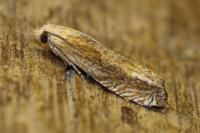 Eucosma