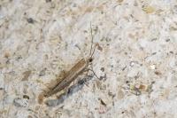 Zelleria hepariella