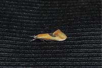 Batia lambdella