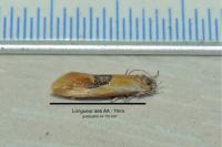 Batia lambdella