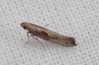 Acrolepiopsis vesperella