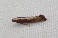 Acrolepiopsis vesperella