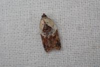 Acleris variegana