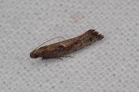 Acrolepiopsis vesperella