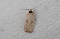 Agonopterix scopariella