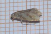 Aethes deaurana
