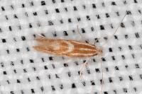 Phyllonorycter triflorella