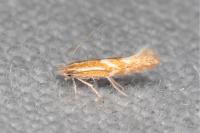 Phyllonorycter triflorella