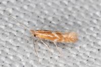 Phyllonorycter triflorella