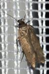 Bryotropha