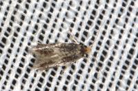 Ectoedemia haraldi