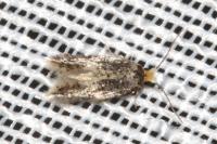 Ectoedemia haraldi