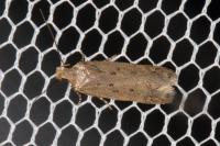 Bryotropha desertella