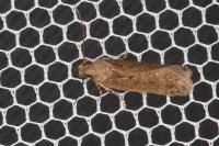 Bryotropha desertella