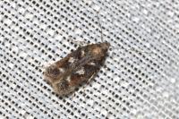 Caryocolum marmoreum marmoreum