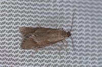 Diurnea lipsiella